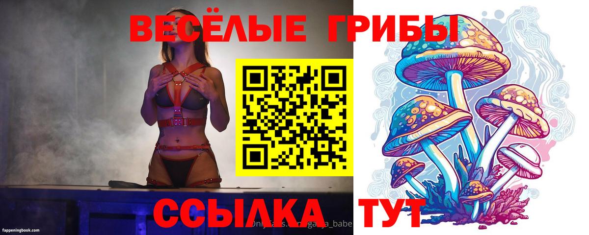 Псилоцибиновые грибы Psilocybe Сургут